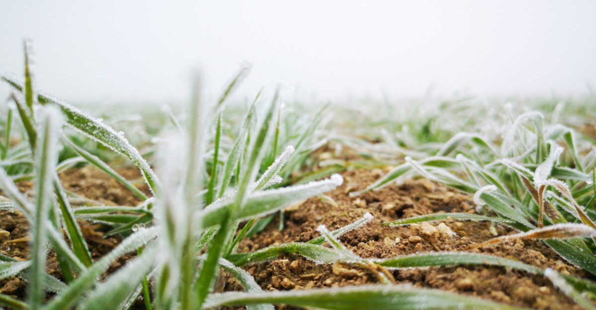 a field of grass covered in frost on a foggy day