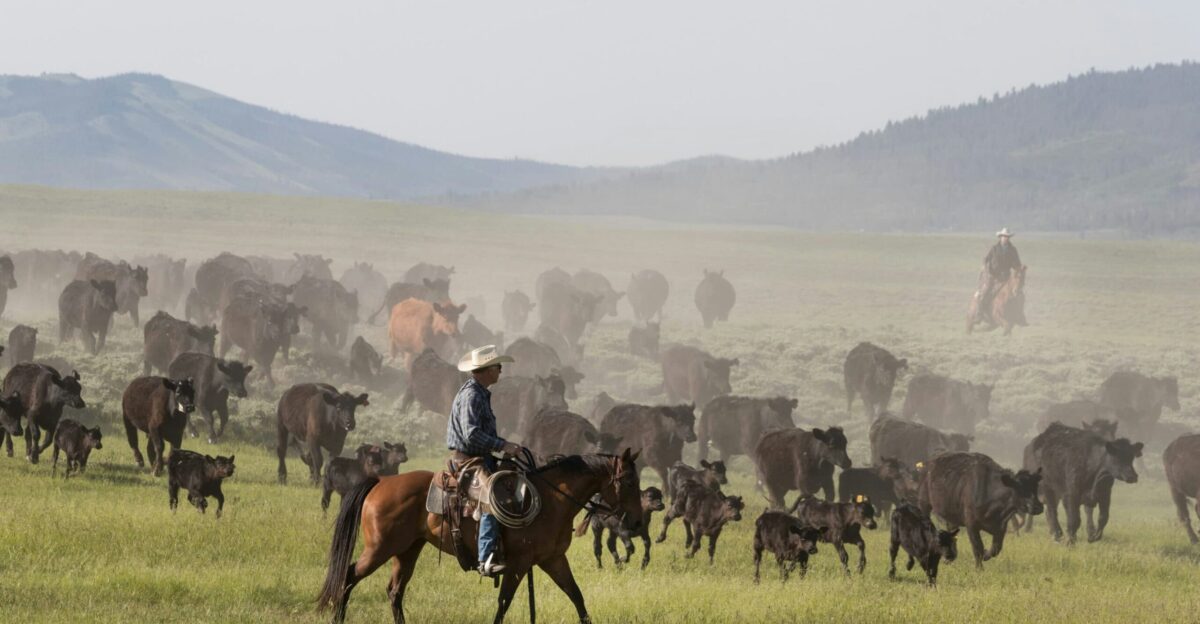 Big Creek Ranch cattle roundup in Wyoming