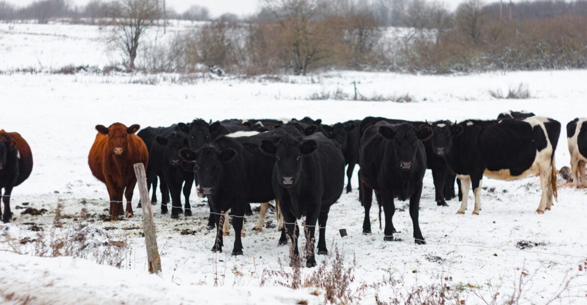 a herd of cattle standing on top of a snow covered field