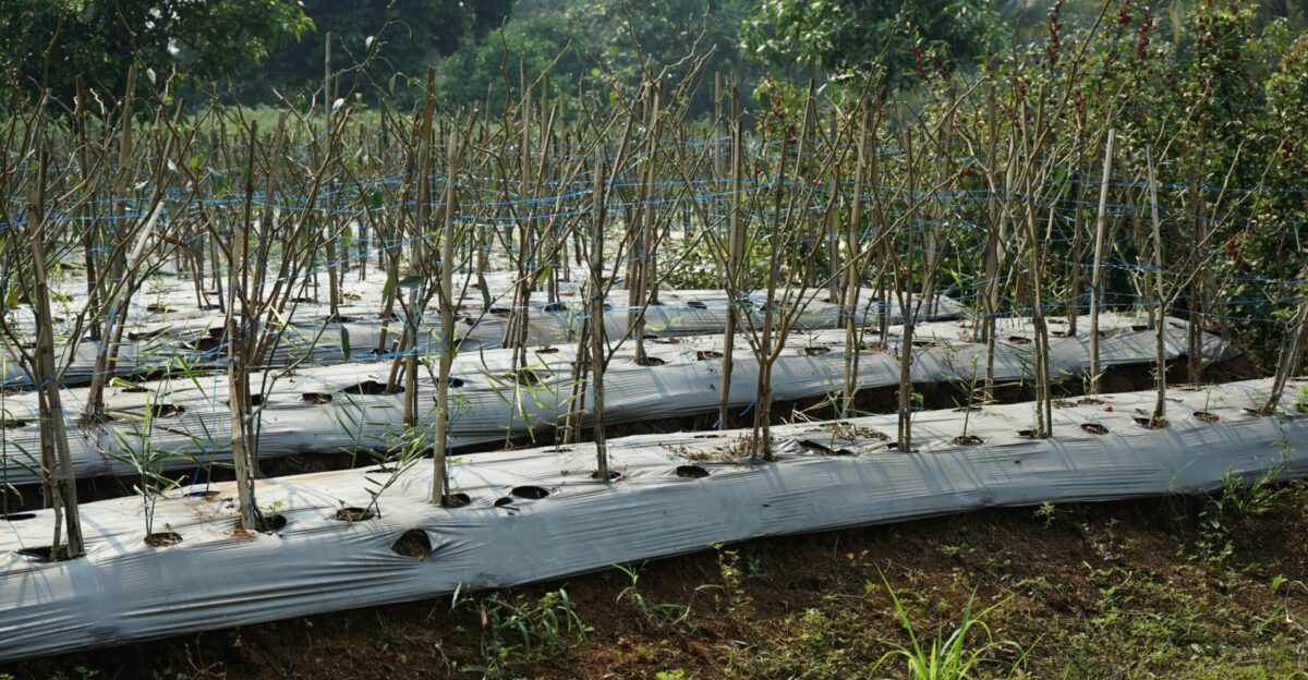 A large group of trees that are in a field