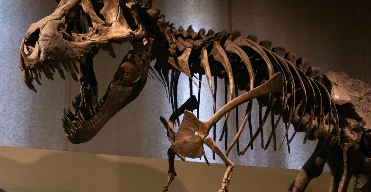 A dinosaur skeleton in a museum with people looking at it
