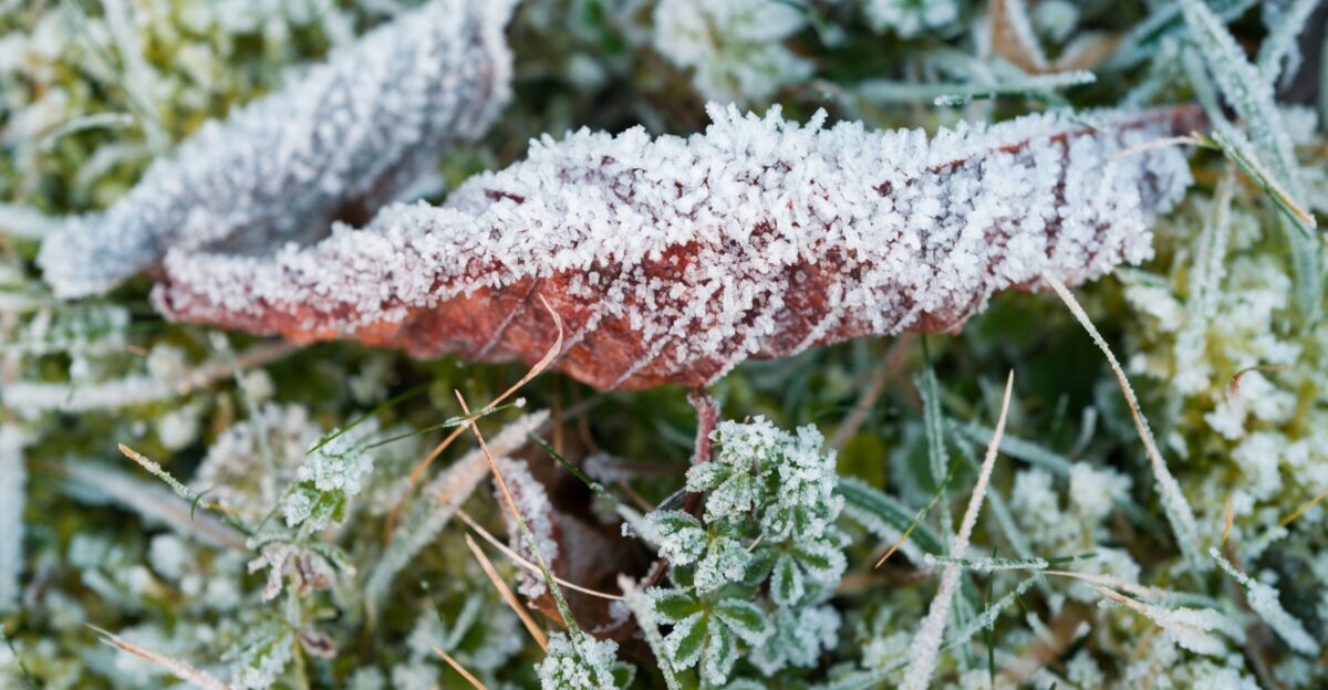 A close up of a leaf covered in frost