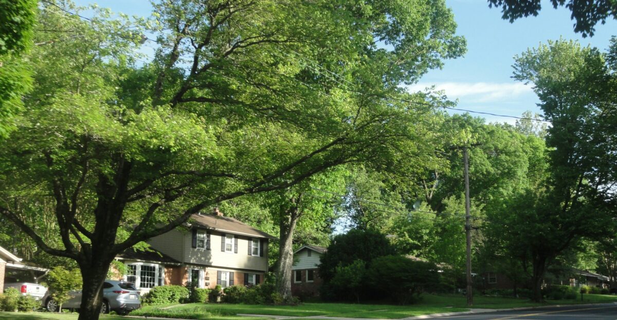A residential street is lined with large leafy trees
