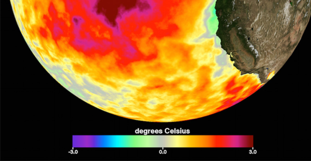 This data image shows the monthly average sea surface temperature for May 2015 Between 2013 and 2016 a large mass of unusually warm ocean water-nicknamed the blob-dominated the North Pacific indicated here by red pink and yellow colors signifying temperatures as much as three degrees Celsius five degrees Fahrenheit higher than average Data are from the NASA Multi-scale Ultra-high Resolution Sea Surface Temperature MUR SST Analysis product Laura Naranjo The Blob NASA March 15th 2019