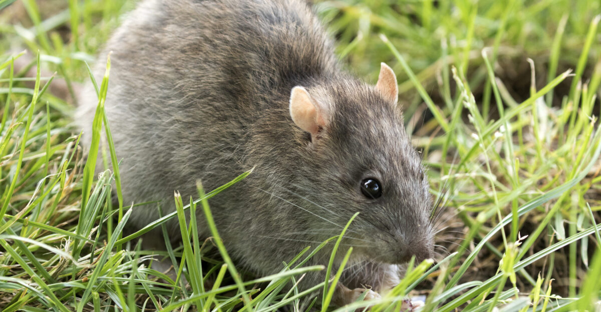 Brown rat - Wikipedia