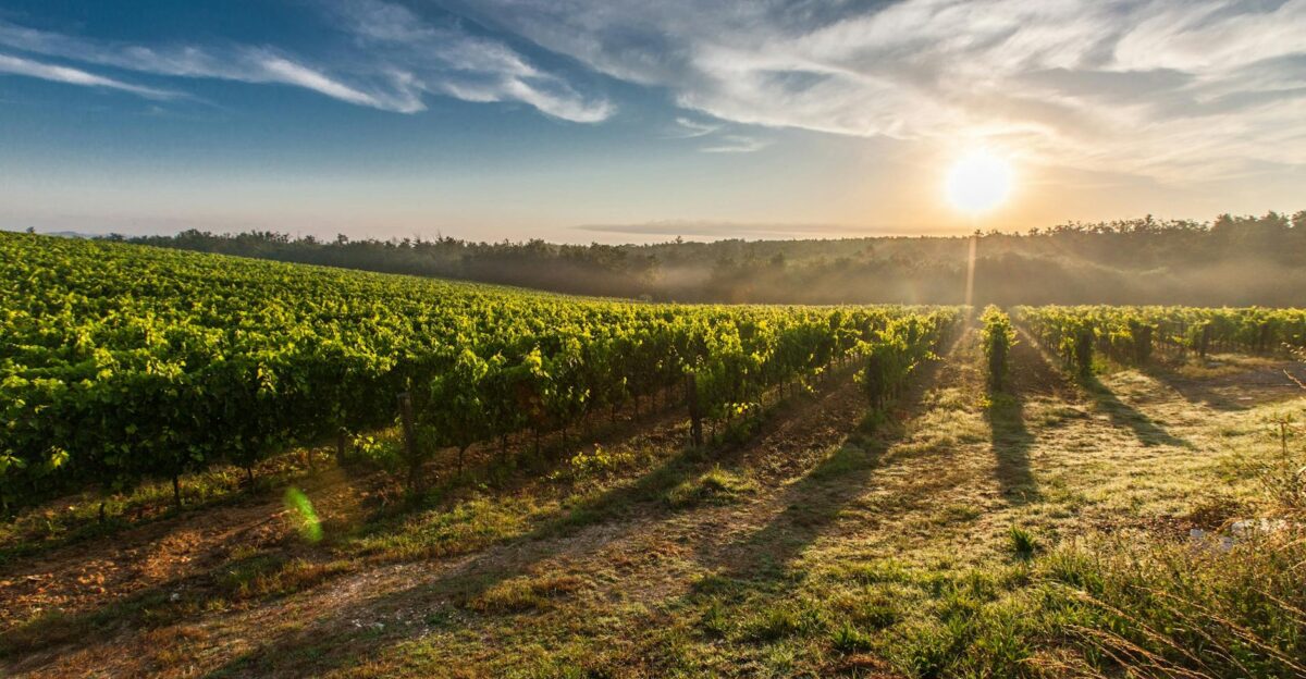 A breathtaking view of a vineyard in Tuscany with the sun rising casting long shadows