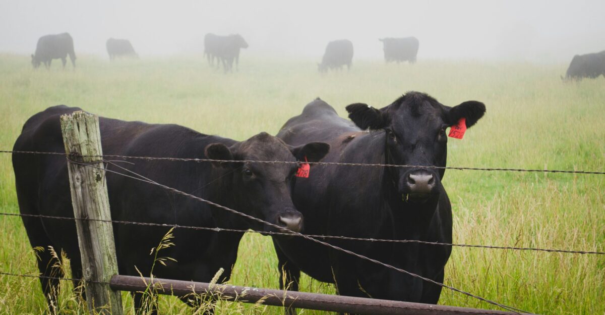 two black jersey cattle on ranch