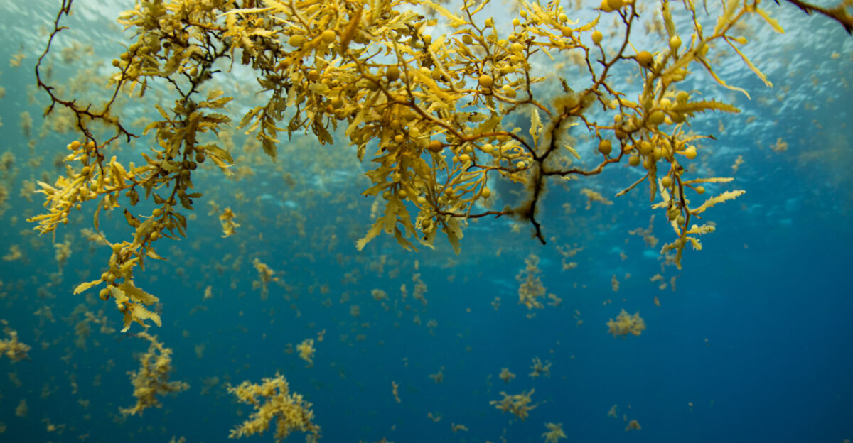 The Stench of Sargassum Season How Seaweed is Threatening