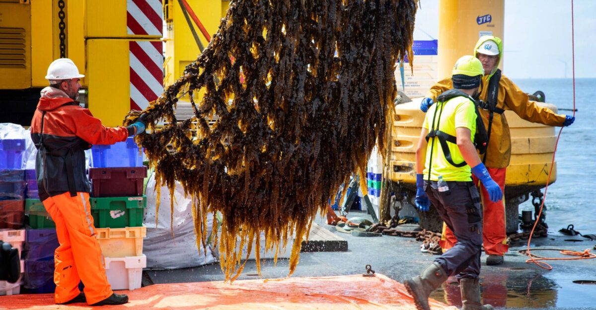 Tour the Amazon-backed seaweed farm working to turn kelp into a