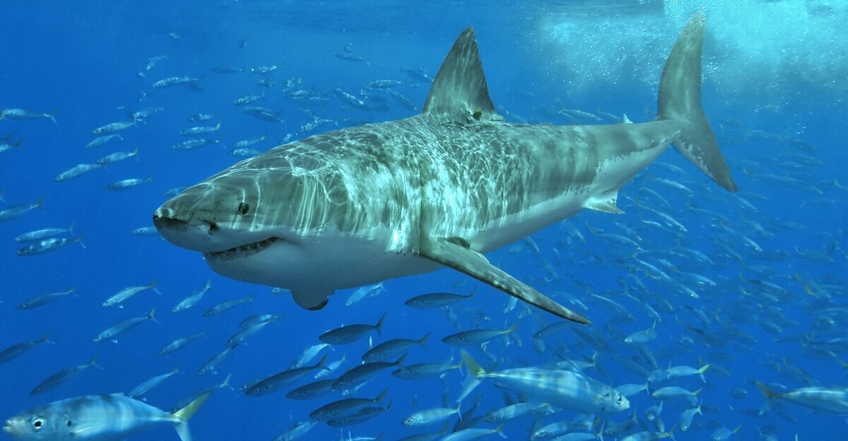 Great white shark at Isla Guadalupe Mexico August 2006 Shot with Nikon D70s in Ikelite housing in natural light Animal estimated at 11-12 feet 3 3 to 3 6 m in length age unknown