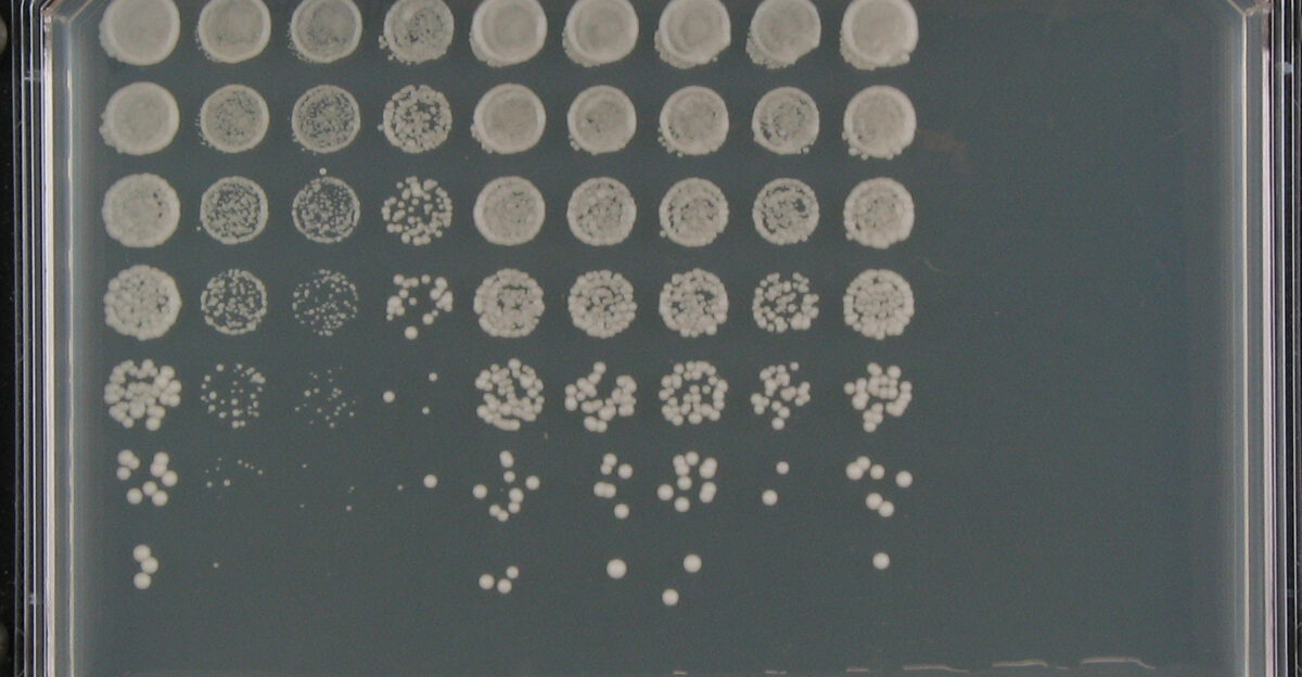Plate with an yeast drop test Medium on a plate is supplemented with a compound of the interest i g a drug which causes grow defects in yeast Different yeast strains from the left to the right column are applied from the top to the bottow row in decreasing concentrations One can see various drug susceptibility of different strains by comparing their fittness along the column with the fitness of wild type yeast in the most left column Strains in columns 2 3 and 4 show increased drug suspectibility while 5 6 7 and 9 are comparable with the wild type 8 is only slightly more affected by the drug than WT yeast
