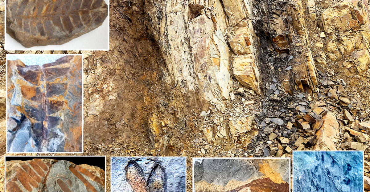 A Shemshak Group excavation site and some of its fossils