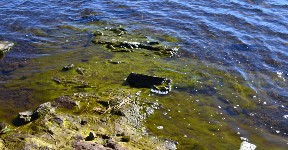 This is the algae at Hawley Lake