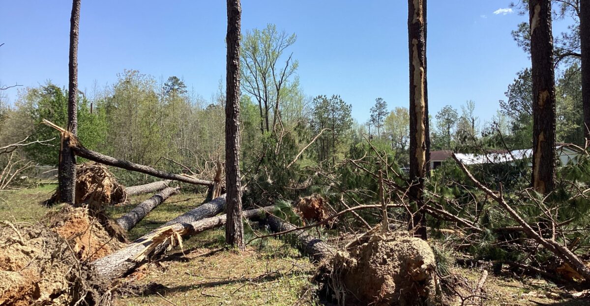 Pine trees that were snapped and uprooted south of Beatrice Alabama by strong straight-line winds of up to 95 mph Northeast of this point in EF1 tornado touched down