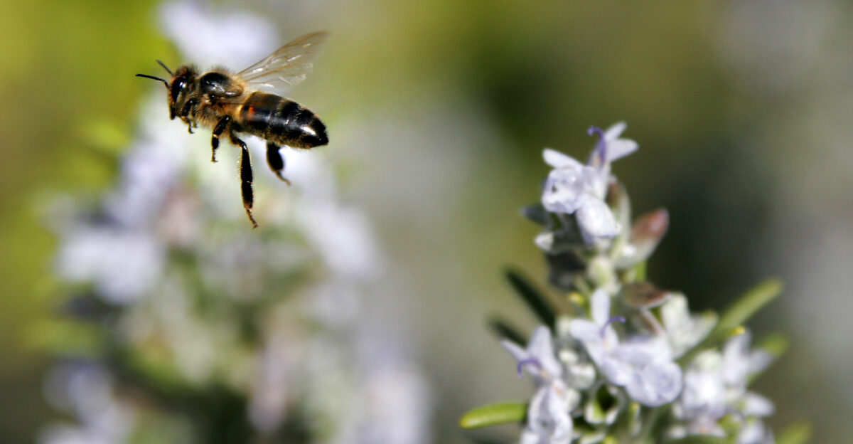 A bee Apis mellifera in mid air flight
