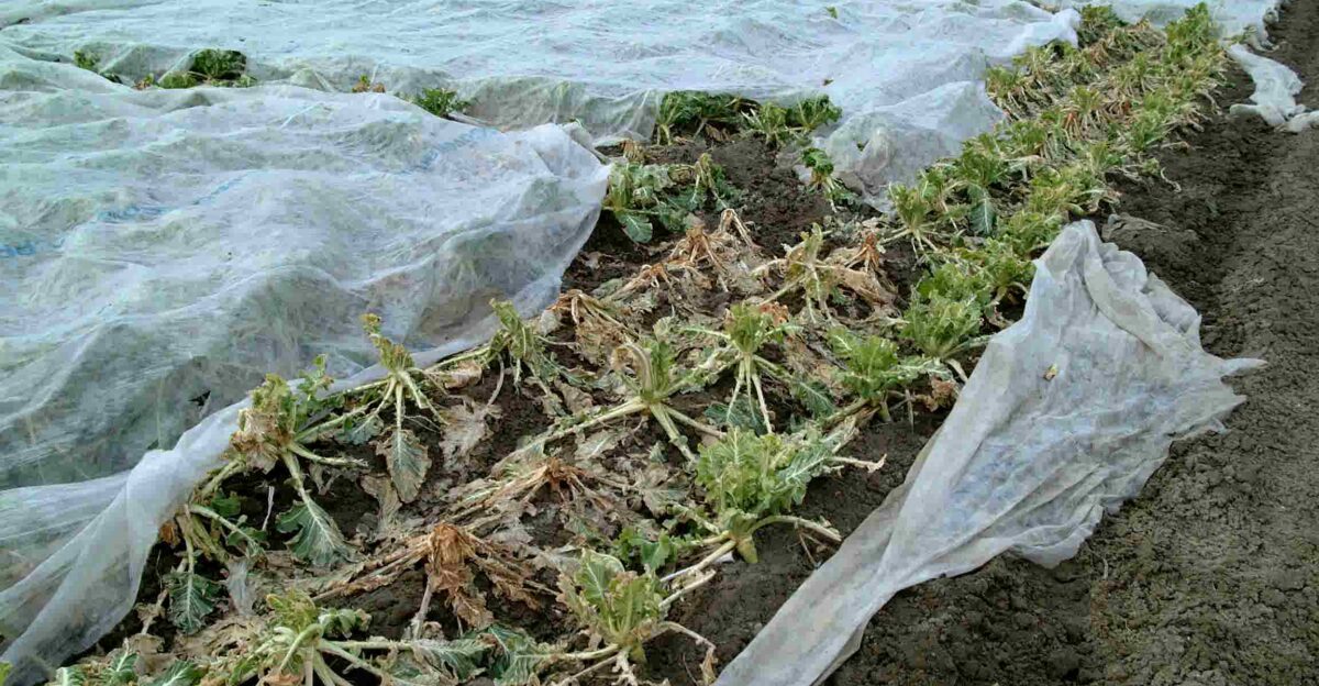 The frost damage only occurred on the plants that were not covered with fleece