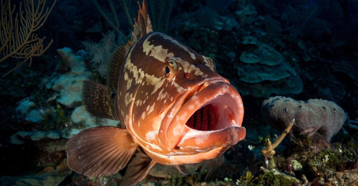 Nassau grouper Epinephelus striatus Los Indios Cuba