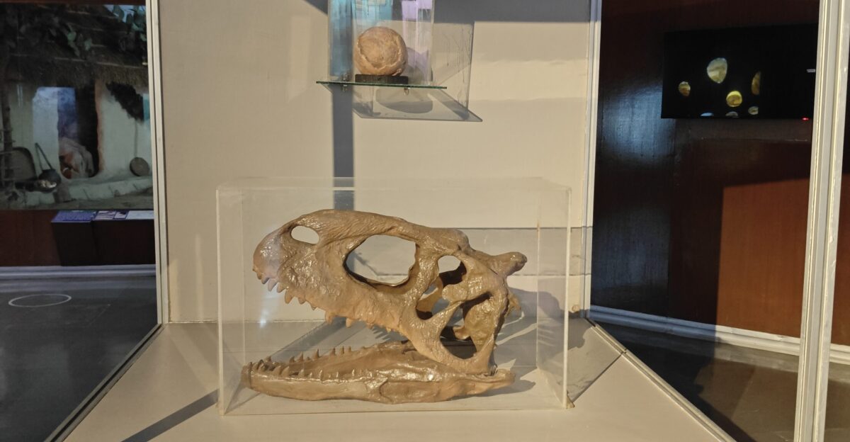 The crocodile skull displays the distinctive features of this apex predator including a long robust snout conical teeth and strong jaw muscles adapted for gripping and tearing prey Crocodiles are reptiles that have changed little over millions of years making their skulls an excellent example of evolutionary adaptation for aquatic and semi-aquatic hunting Studying the skull provides insights into their feeding habits sensory adaptations and overall biology highlighting the crocodile s role as one of the top predators in its ecosystem