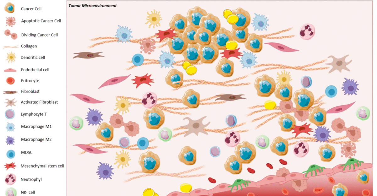 Figure 2 The crosstalk between the tumor and its microenvironment makes EMT cancer cells able to invade the surrounding stroma and later the blood vessels contributing to cancer metastatic spread The presence of cancer cells leads to the recruitment of many types of cells like CAFs which activate fibroblasts via TGF- and secrete extracellular macromolecules such as collagen Simultaneously immune system is activated dendritic cell myeloid-derived suppressor cell MDSC lymphocyte T and neutrophil natural-killer NK cells and macrophages M1 and M2 move against tumor At the same time under CAFs signaling cancer cells undergo to EMT spreading through vessels and contribute to metastatization Created with Available online accessed on 14 October 2021