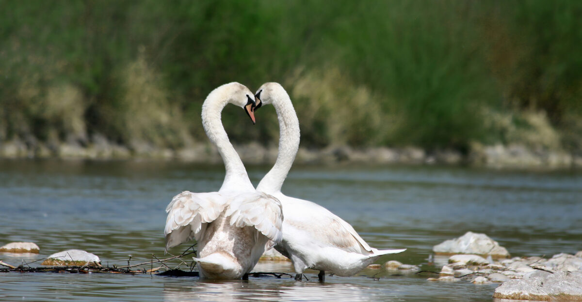 The Mute Swan Cygnus olor 1 is a common Eurasian member of the duck goose and swan family Anatidae