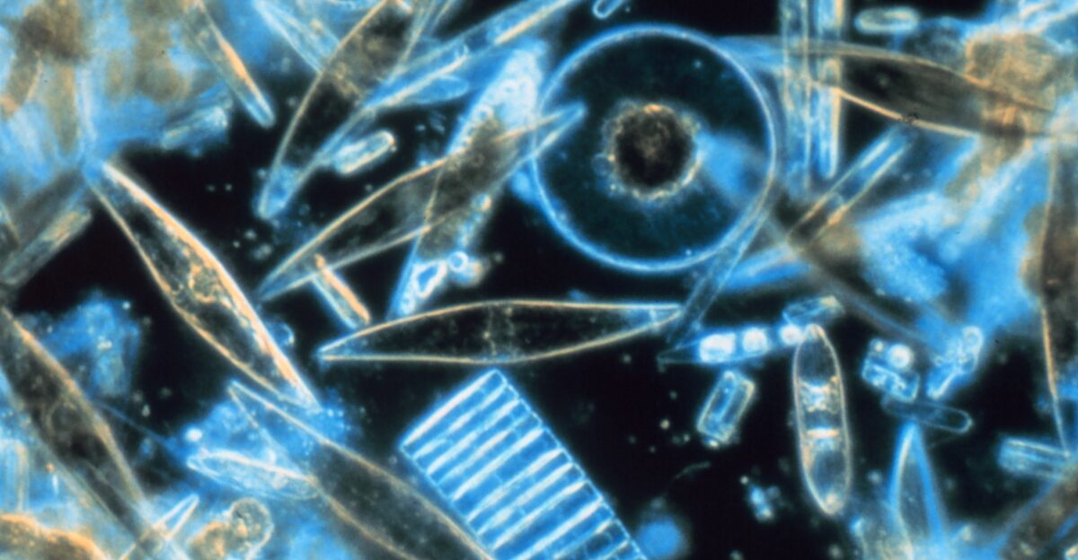 Assorted diatoms as seen through a microscope These specimens were living between crystals of annual sea ice in McMurdo Sound Antarctica Image digitized from original 35mm Ektachrome slide These tiny phytoplankton are encased within a silicate cell wall