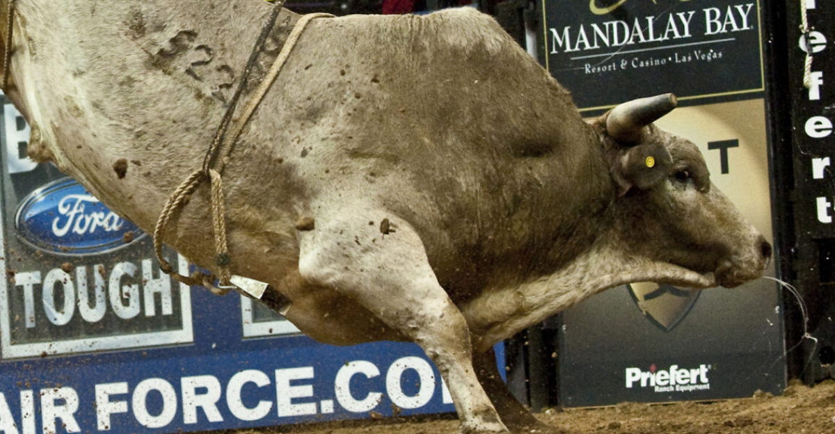 Robson Palermo a professional bull rider gets thrown from a bull during the Professional Bull Riding Finals at the Thomas and Mack Center, Las Vegas Oct. 22, 2010.  Nellis Air Force Base Airmen were honored during Air Force night at the PBR Finals for their service to the country.  (U.S. Air Force photo / Tech. Sgt. Michael R. Holzworth)