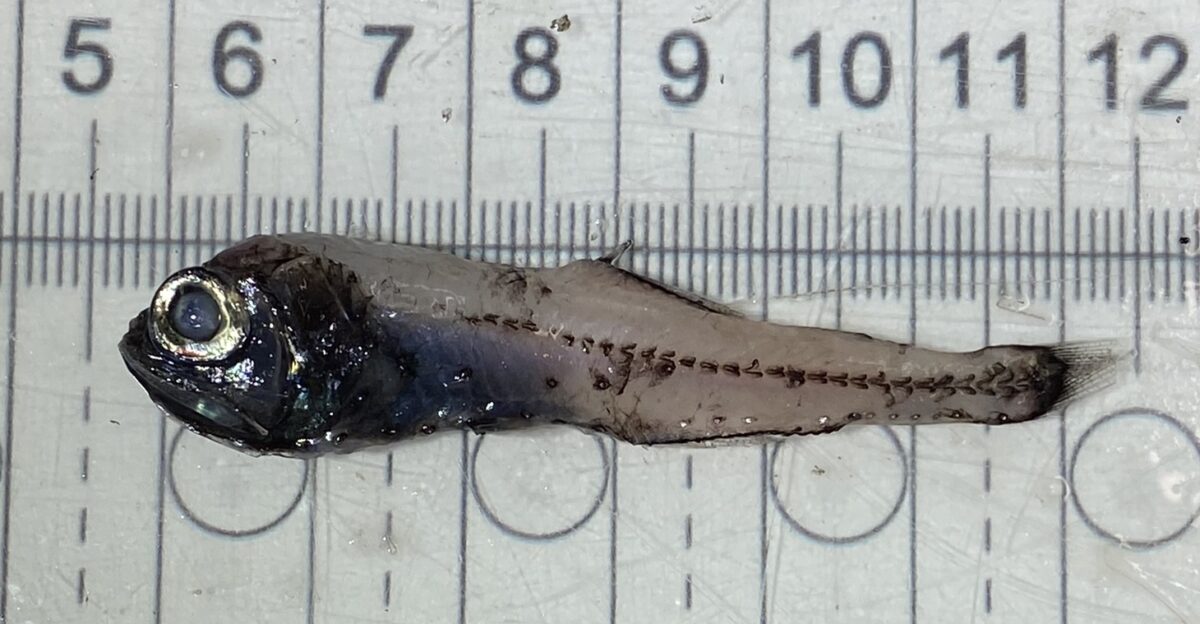 A freshly-caught glacier lanternfish Benthosema glaciale imaged on a measuring board for scale The specimen has lost its skin and scales but most of the photophores are visible on the lower half of the animal as bright shiny points reflecting the camera flash The fin rays are also damaged This is about as nice as any trawled specimens of this specimen ever are