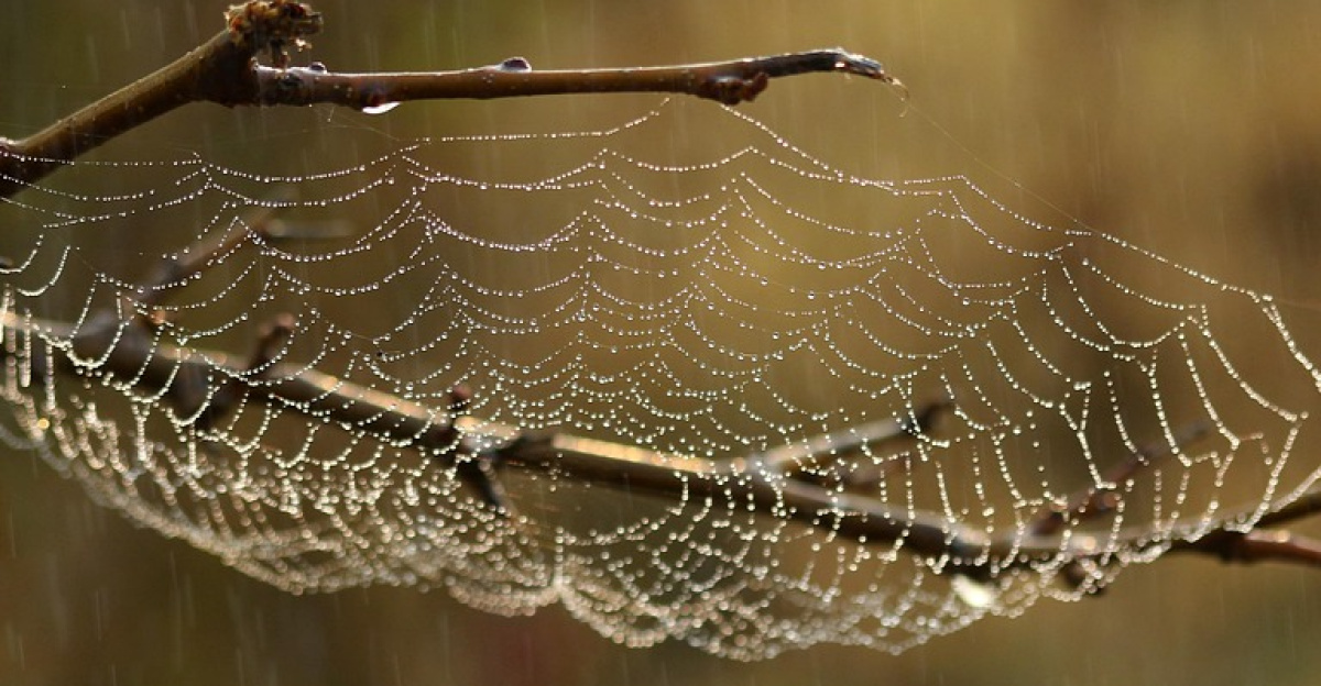 spider web, nature, web, habitat, macro, raindrops, water, wet, spider
