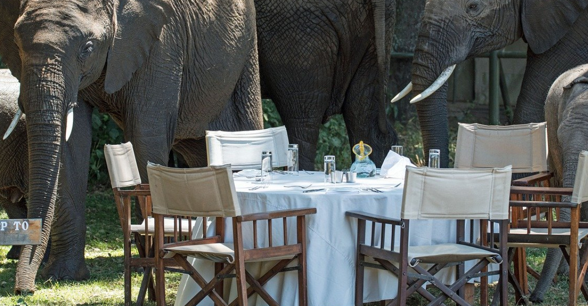 elephants, elephant camp, elephant dinner, unexpected guests, masai mara, little governors camp, kenya, elephant visitors, elephant guests, safari