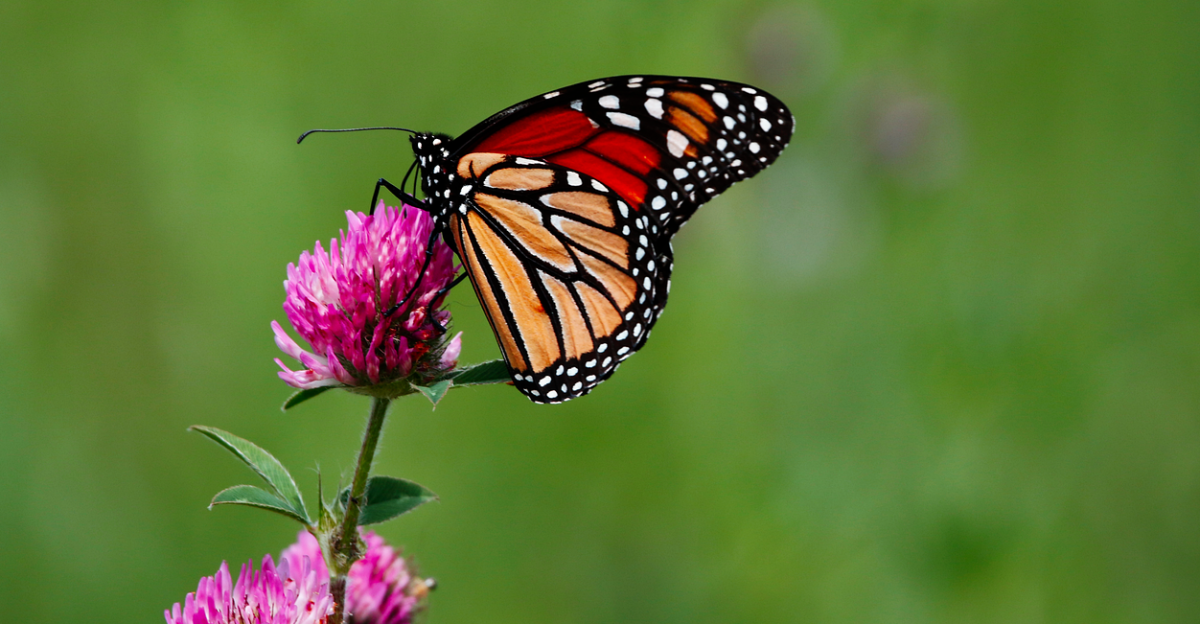 monarch butterfly, flower background, butterfly, insect, wings, flower, garden, beautiful flowers, flower wallpaper, nature, lepidoptera, pink flower