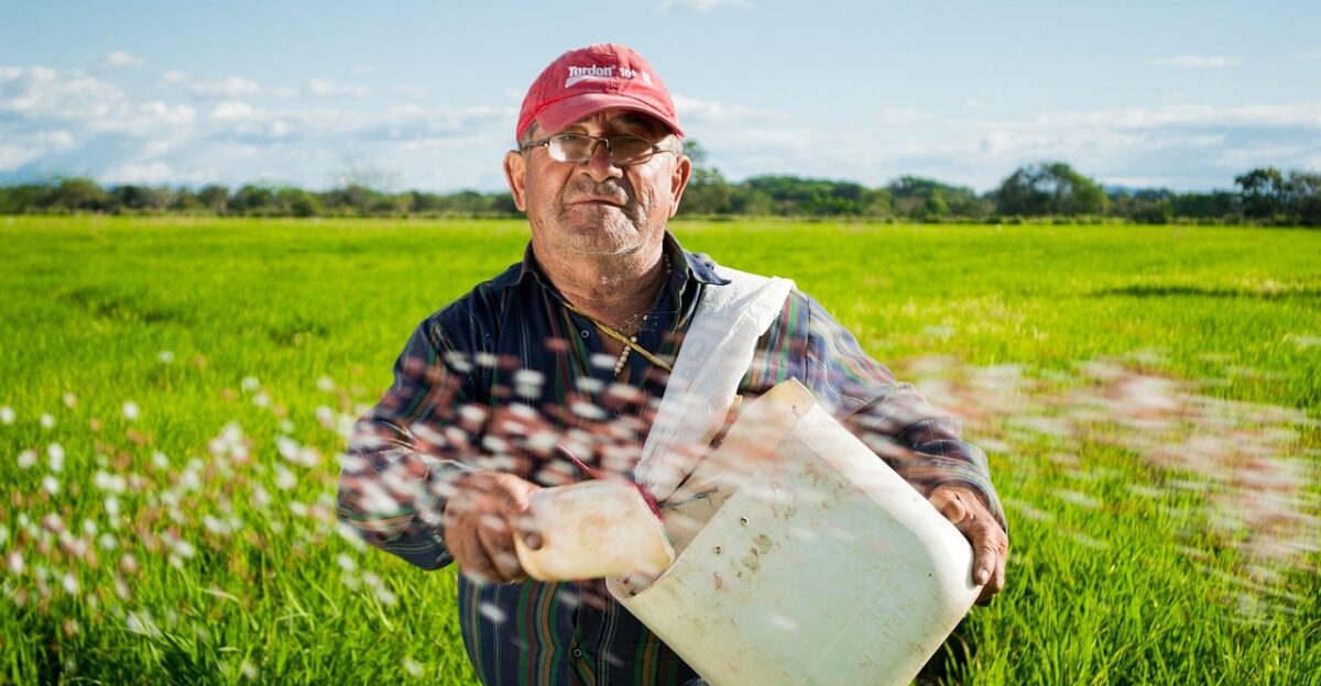 man farmer rice fields rice crops colombia field neiva rice farming sowing agriculture cultivation farmland rural countryside farmer farmer farmer farmer farmer