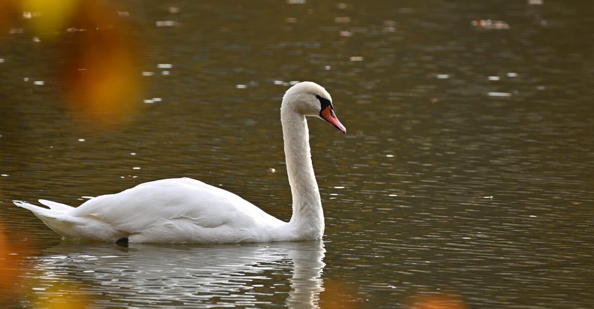 mute swan swan bird animal wildlife waterfowl water bird aquatic bird plumage lake nature ornithology