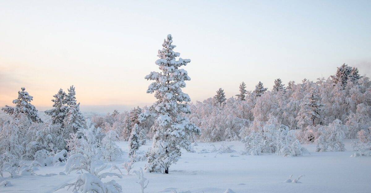 winter landscape snow nature cold trees north winter winter winter winter snow snow snow snow snow