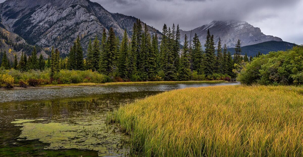 river grass mountains bank trees forest conifers rocky mountains mountain range scenery scenic nature national park banff national park banff alberta west canada canada river river forest rocky mountains rocky mountains rocky mountains rocky mountains rocky mountains national park national park alberta alberta canada canada canada canada