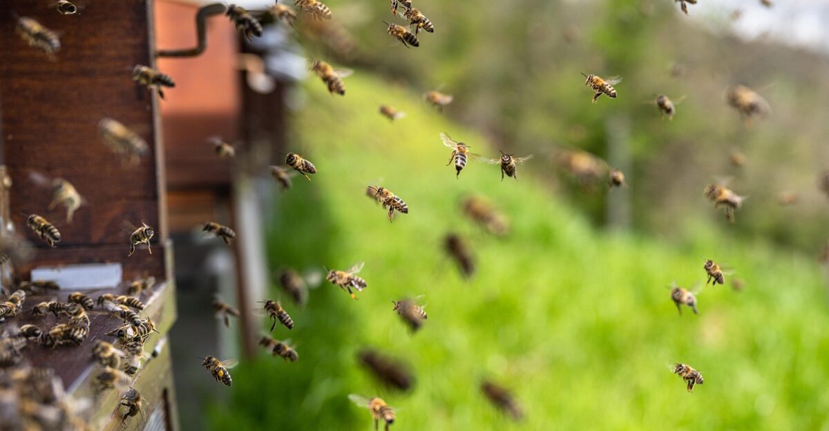 bees insects honey bees beehive honey wings hive brood hymenoptera entomology beekeeping colony honeybee beekeeper carnica nature carniolan honey bee bees bees bees bees bees honey honey honey