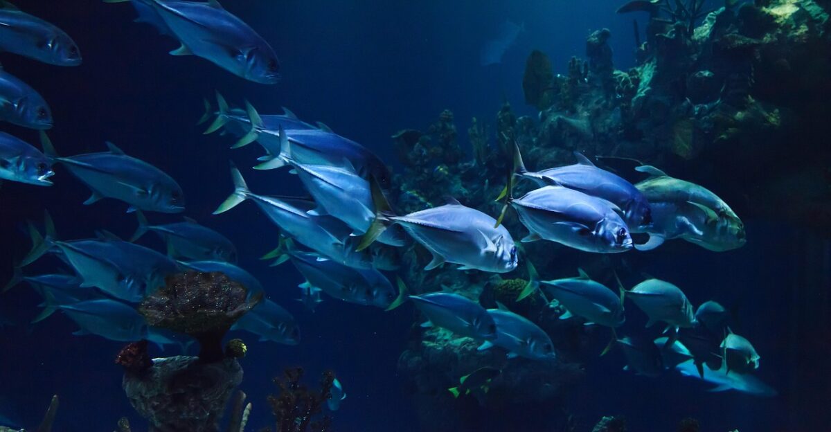 animal aquarium aquatic coral deep nature fish marine ocean reef scuba sea under underwater water