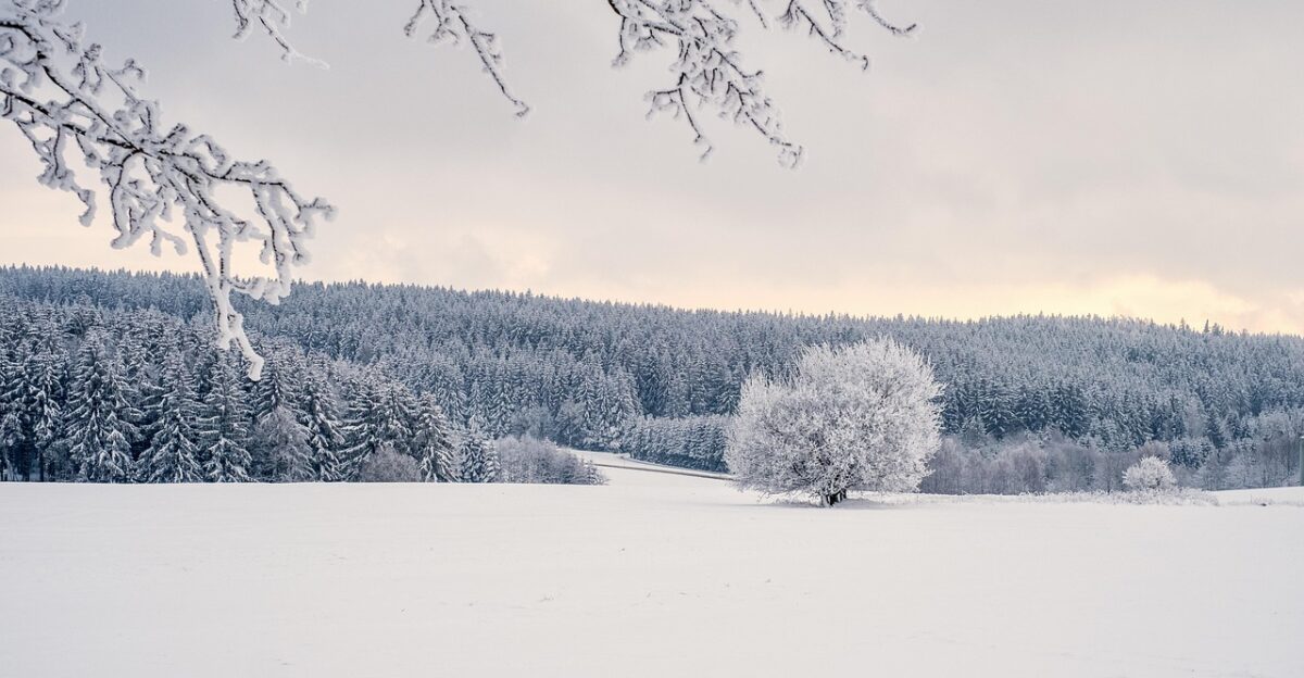 trees snow winter landscape covered in snow nature winter landscape sunset cold icy snow winter landscape landscape landscape landscape landscape winter landscape