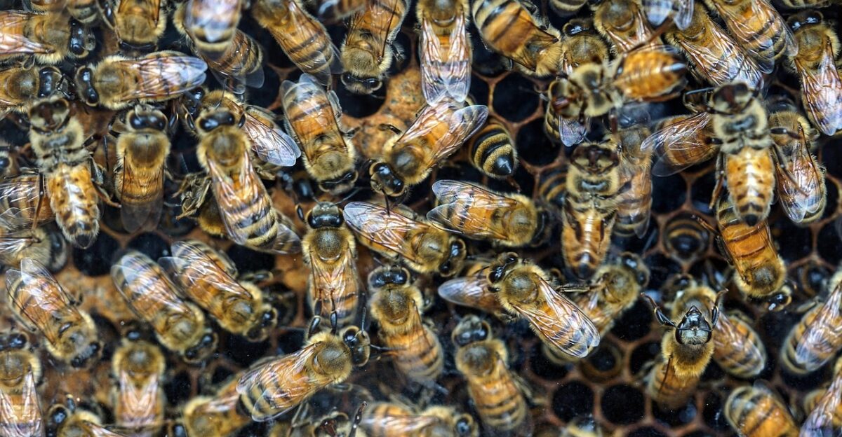 bees bee hive insects wings nature