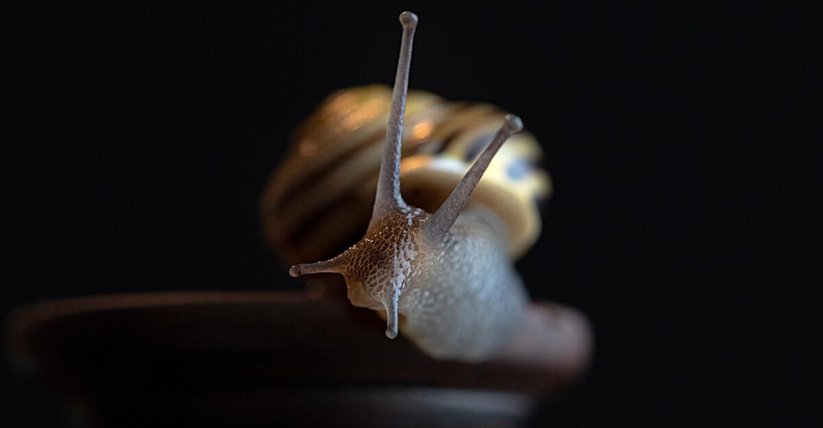 snail mollusk nature shell animal insect wildlife closeup