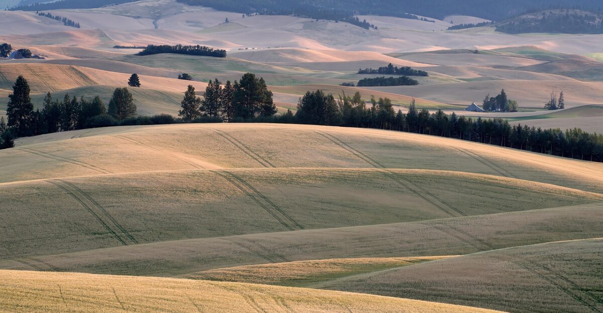 palouse spring wheat field hills landscape morning pacific northwest inland northwest nature eastern washington summer warm