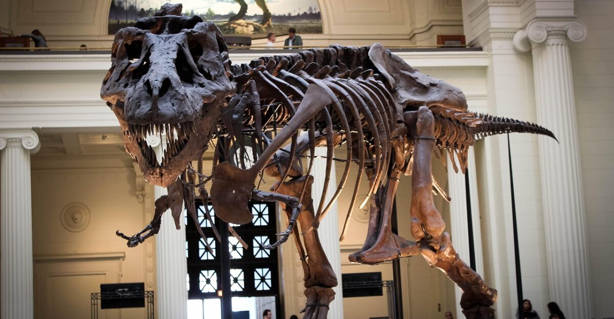 dinosaur tree museum dino tyrannosaur skeleton nature carnivore jurassic animal tyrannosaurus chicago paleontology big dangerous fossil history t-rex extinct predator prehistoric brown history brown dinosaur