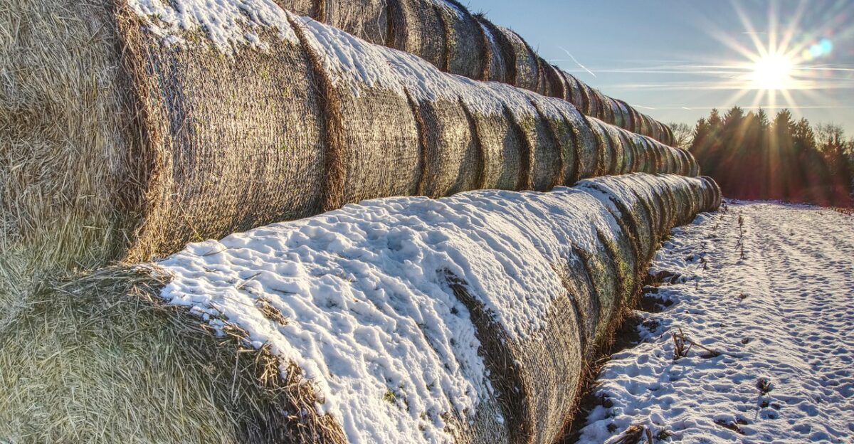 covered in snow straw bales straw nature snow winter round balls agriculture