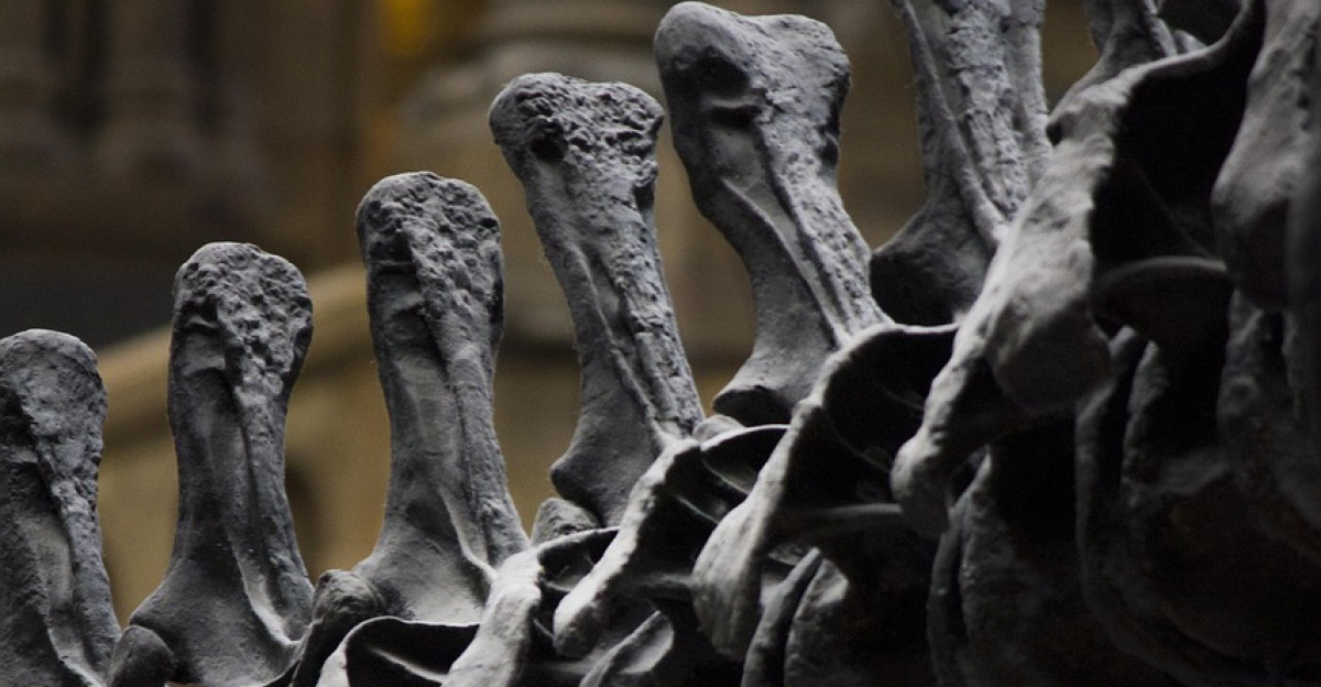 natural history museum dinosaur bones london museum history bones london museum museum history bones bones bones bones bones