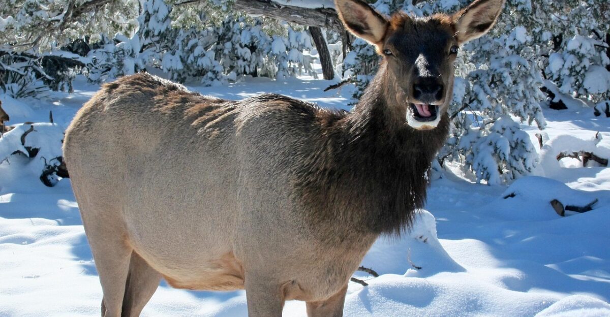 elk wild forest animal wildlife nature grand canyon landscape arizona scenery snow winter elk elk elk elk elk arizona