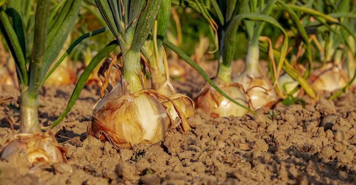 onion fields field onion field leek vegetable garden row cultivation agricultural harvest time floor earth onion onion onion onion onion vegetable garden