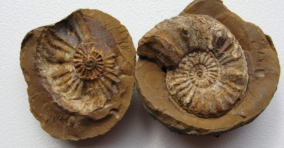 ammonites fossils cephalopods extinct ammonoidea limestone fossil collectors ancient paleontology fossil collection collection fossils fossils fossils fossils fossils paleontology