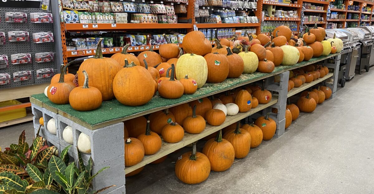 Halloween Pumpkins Home Depot Miami FL