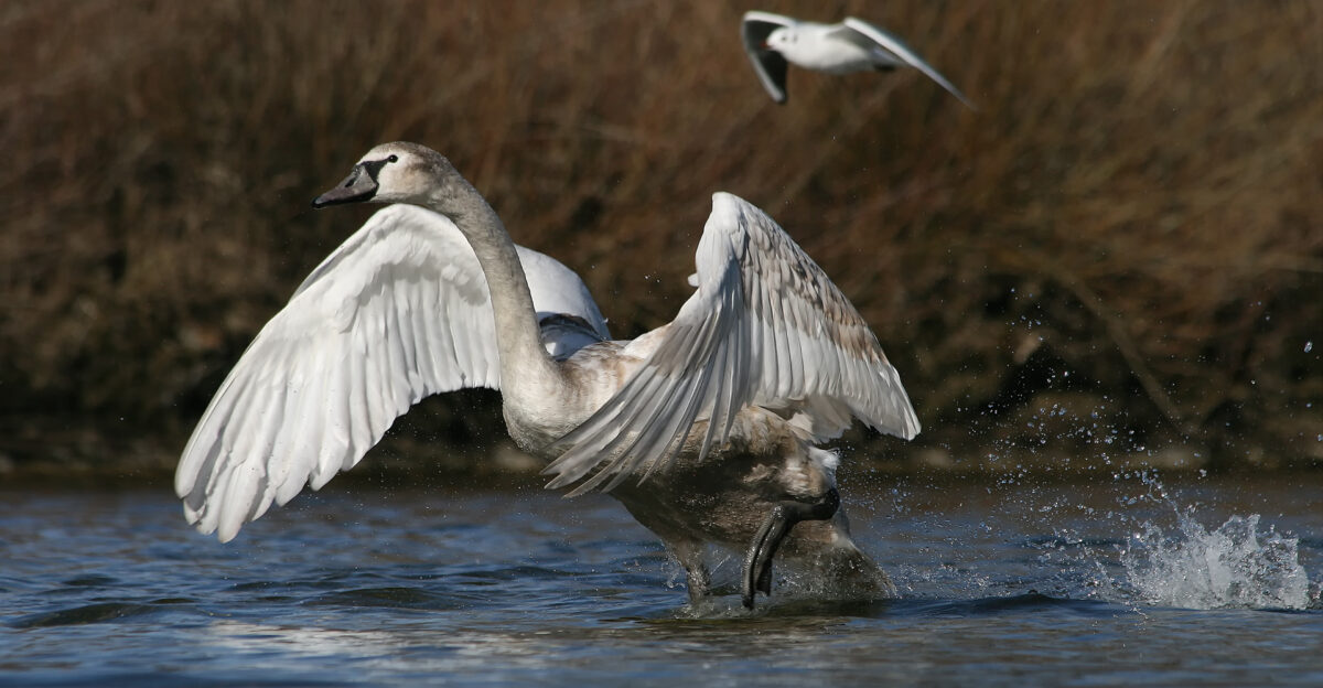 Description The Mute Swan Cygnus olor is a common Eurasian member of the duck goose and swan family Anatidae Both cygnus and olor mean swan in Ancient Greek and Latin respectively