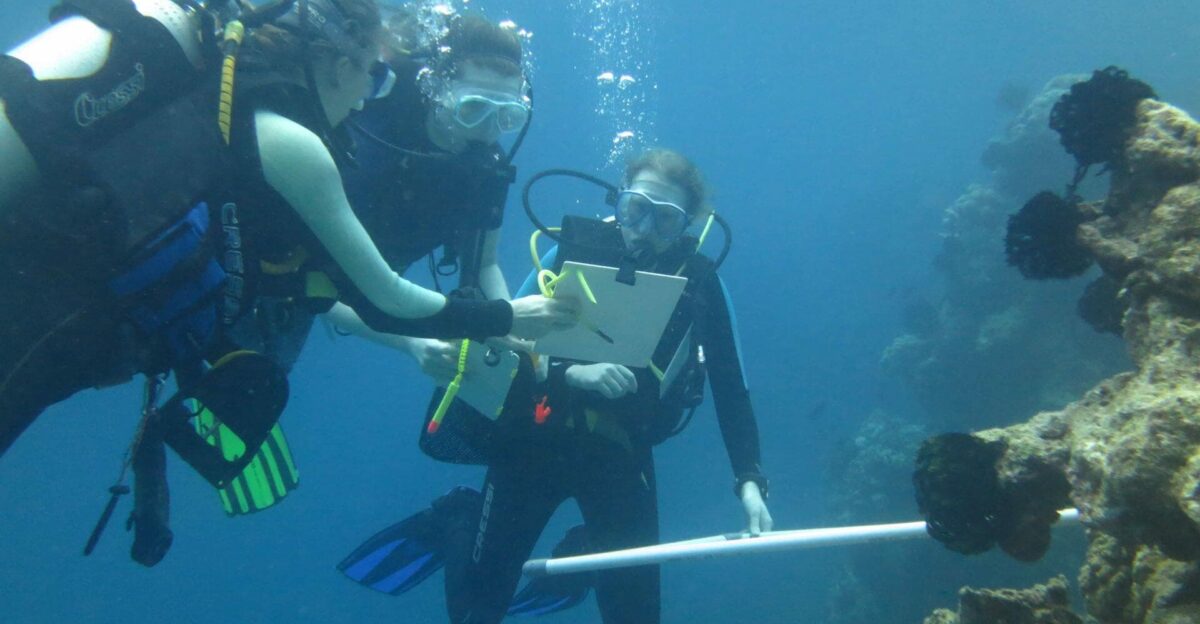 Get Involved With Ocean Research Arksen