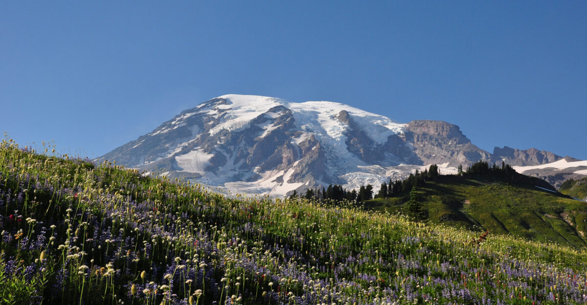 Mount Rainier in Washington state USA with a flowering meadow in the foreground